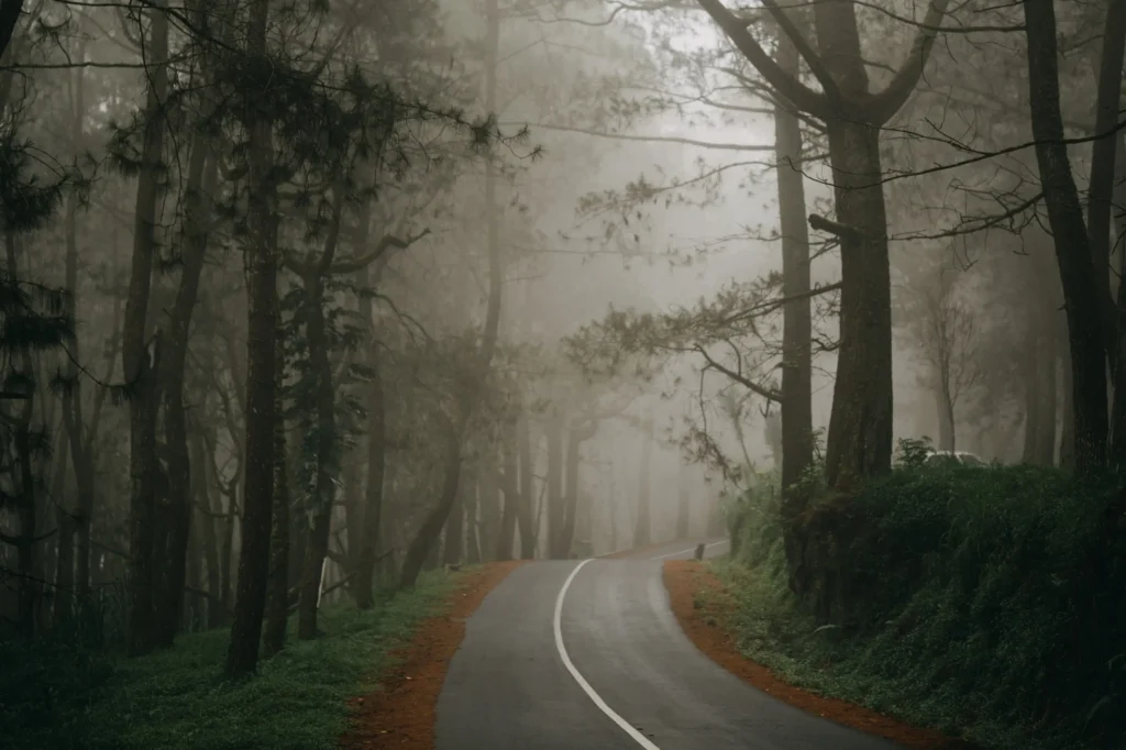 Pinus Forest Glagalinggah