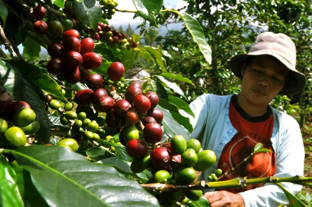 kintamani coffee plantation